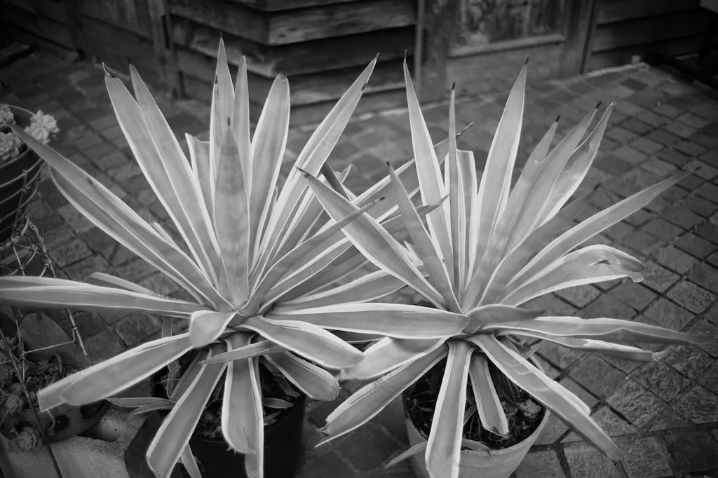 LEICA Summicron 35mm F2 4th Germany SN. 3591233
