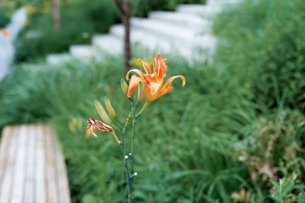 HASSELBLAD XPAN + 45mm F4 SN. 11SS20416