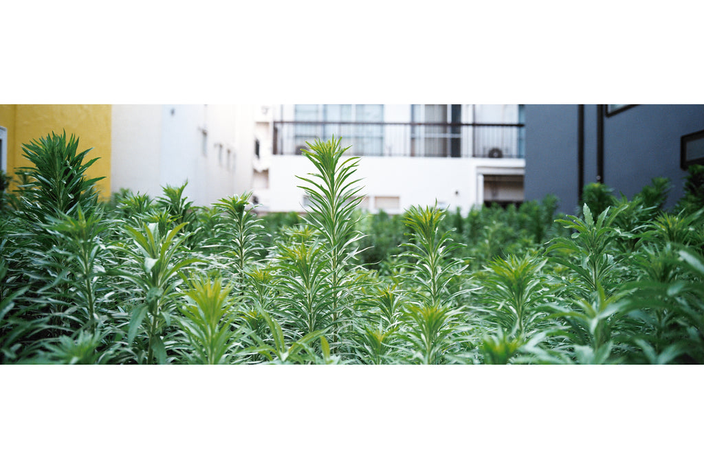 HASSELBLAD XPAN + 45mm F4 SN. 11SS20416