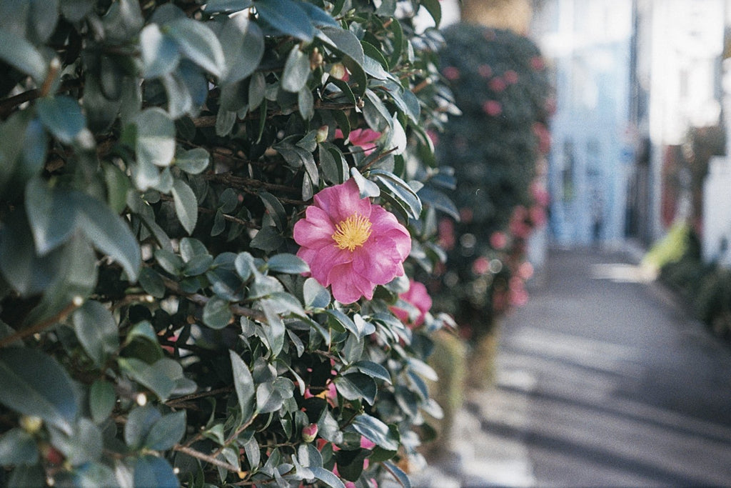 Leica I Elmar 50mm F3.5 SN. 27350